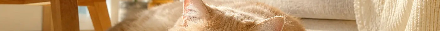 la solución inteligente para convivir con tu gato en espacios pequeños