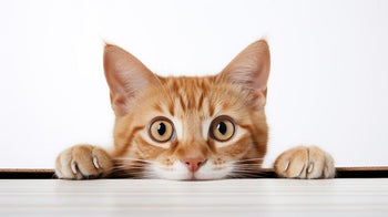 Gatos