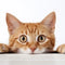Gatos